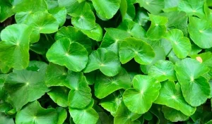 Những loại rau vừa mát cơ thể vừa tốt cho thận