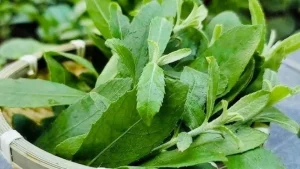 Cây thuốc dân gian giúp ngừa ung thư, có người trồng làm cảnh